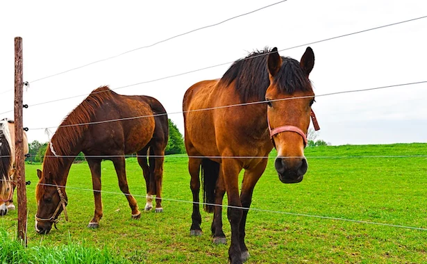 Electric Fencing Supplies