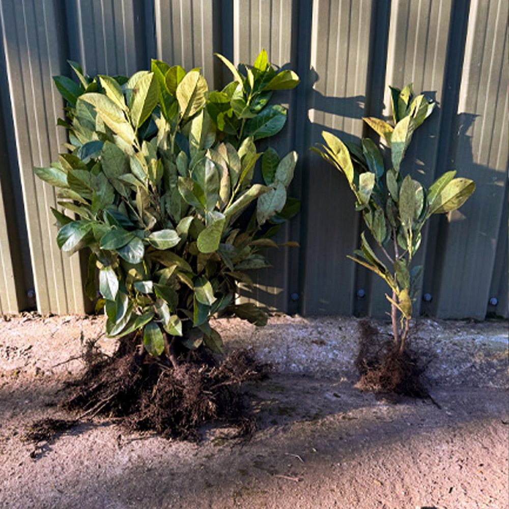 Laurel in Autumn – The Best Time to Plant and Care for Your Hedge