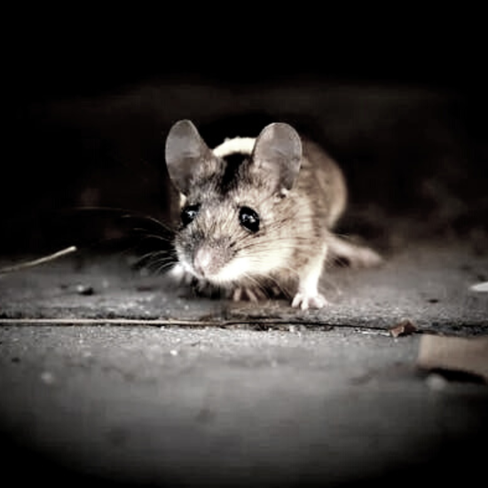 Domestic Pest Control Solutions