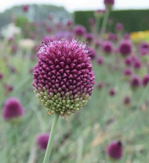 Bulbs in Surrey