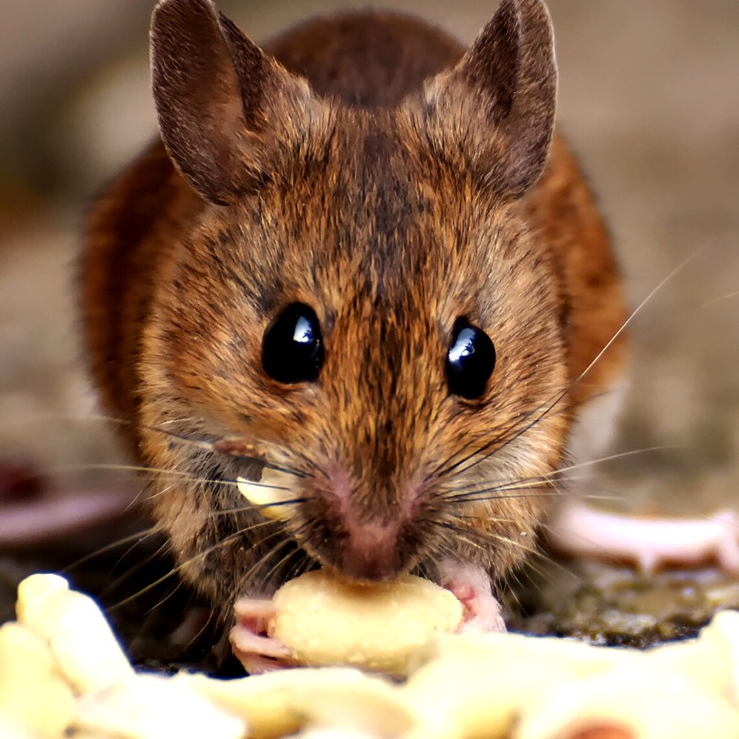 West Midlands Pest Control Services