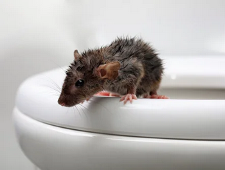 Rodent Issues